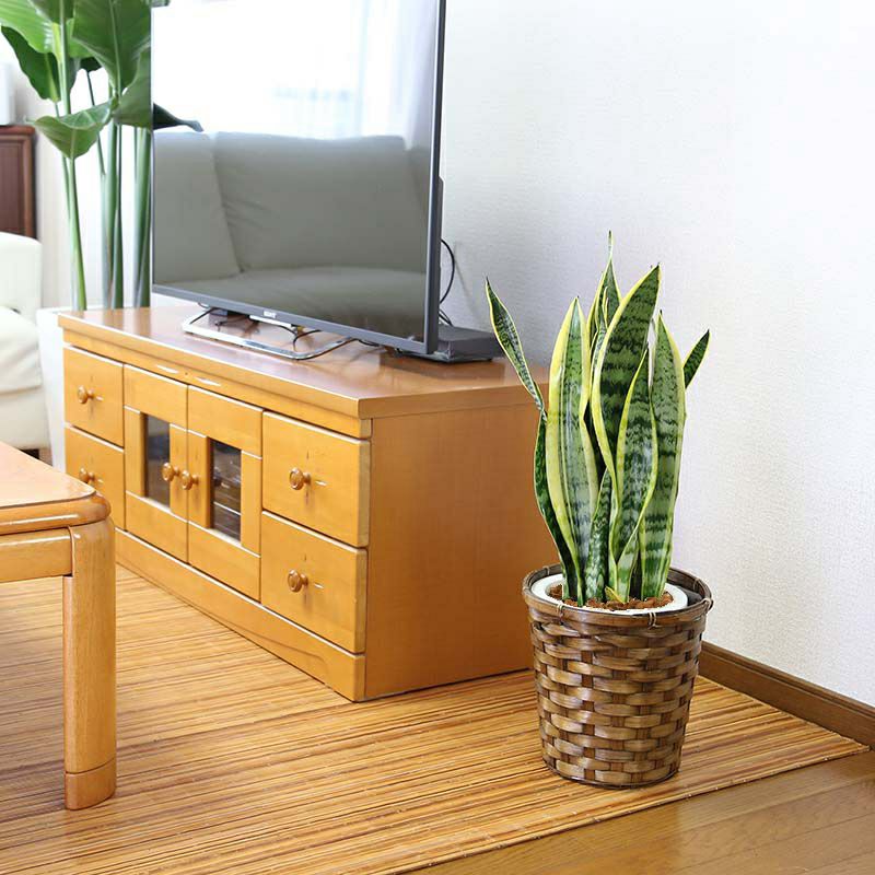 サンスベリア 7号