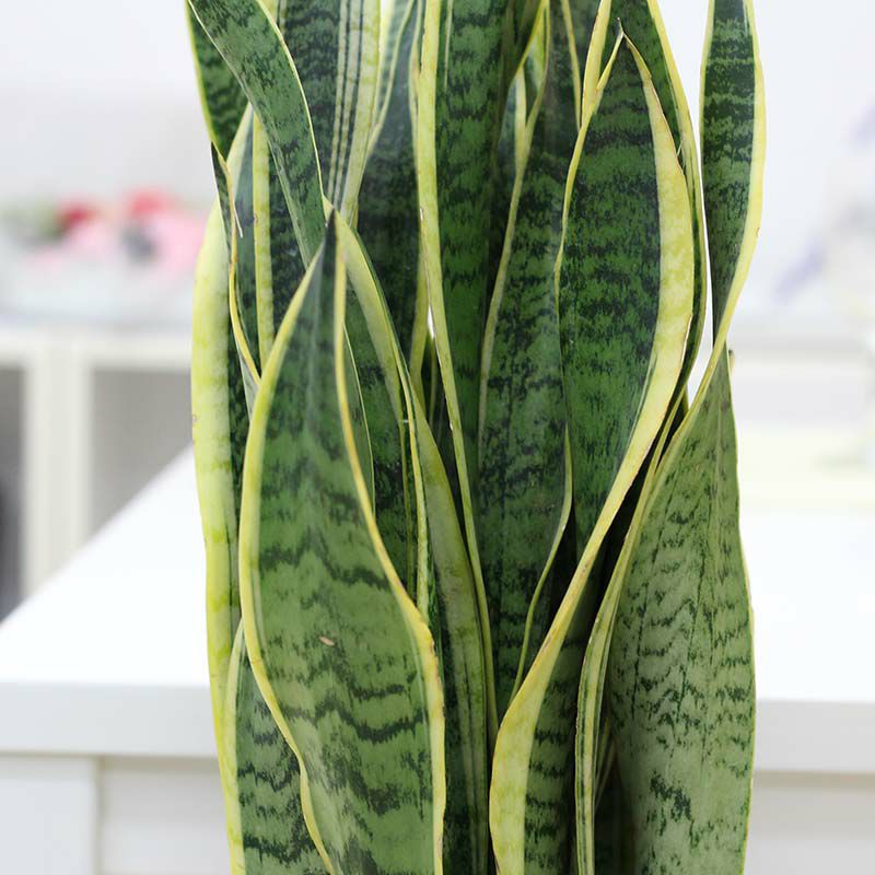 サンスベリア 7号