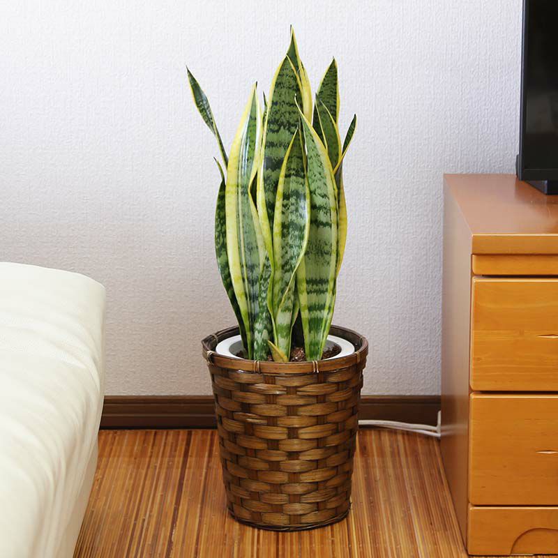 サンスベリア 7号