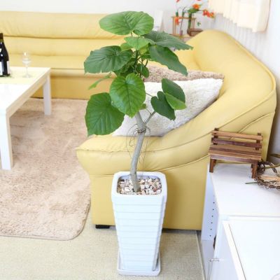 フィカス ウンベラータ 通販 販売 観葉植物のブルーミングスケープ フィカス ウンベラータ 通販 販売 観葉植物のブルーミングスケープ