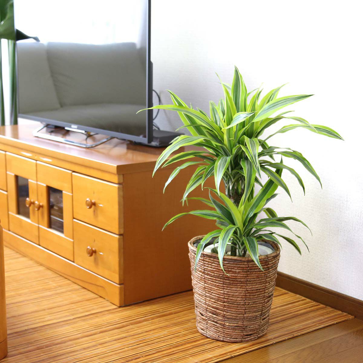 ドラセナ デレメンシス レモンライム 7号