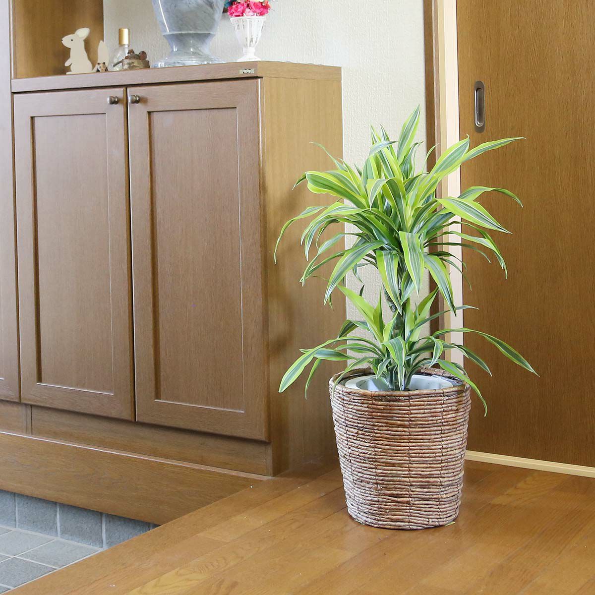 ドラセナ デレメンシス レモンライム 7号