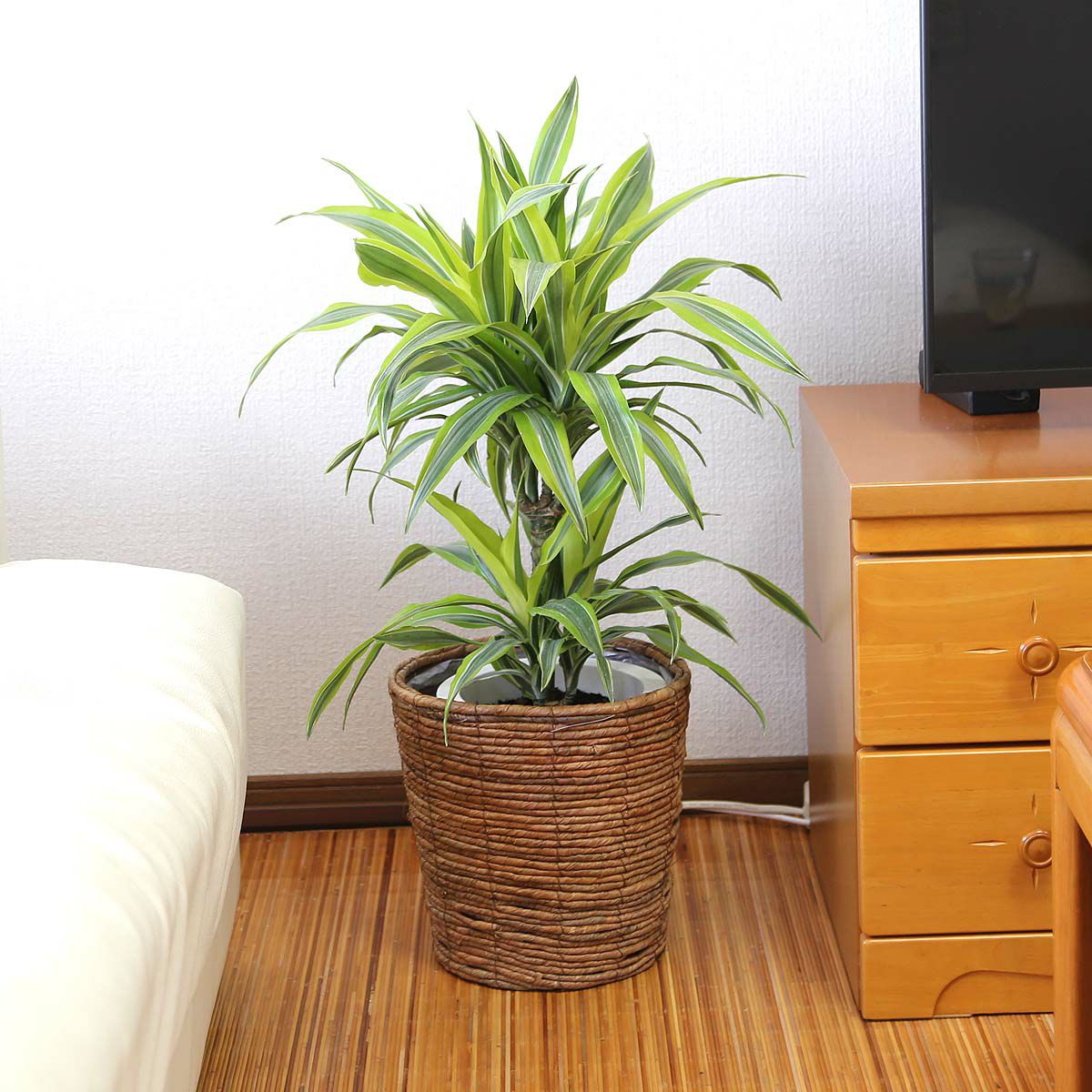 ドラセナ デレメンシス レモンライム 7号