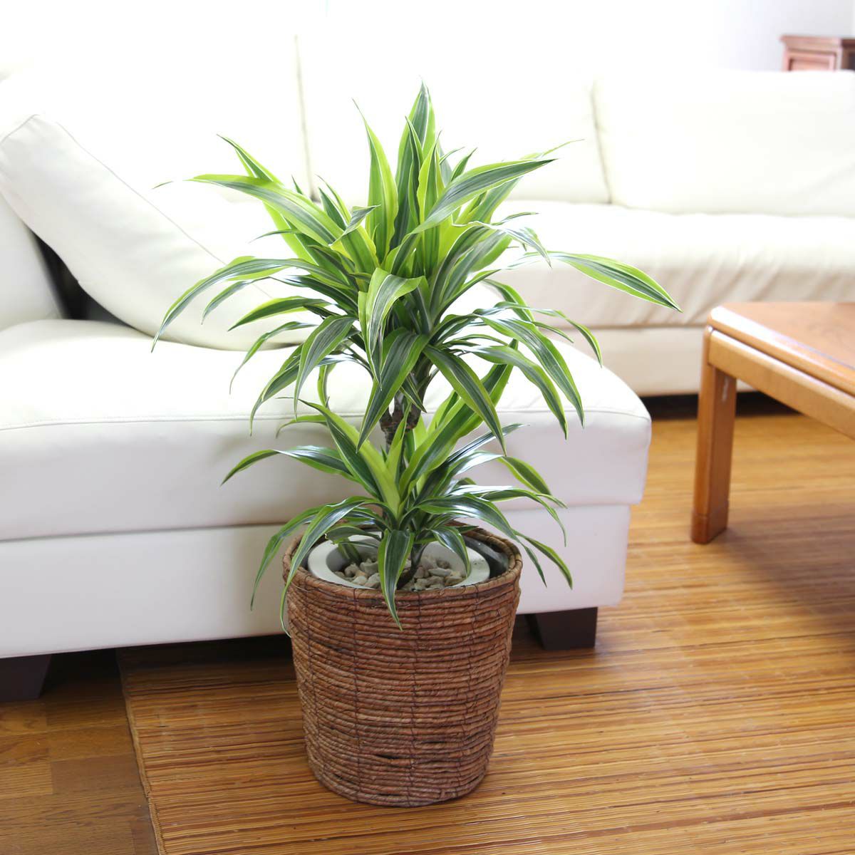 ドラセナ デレメンシス レモンライム 7号