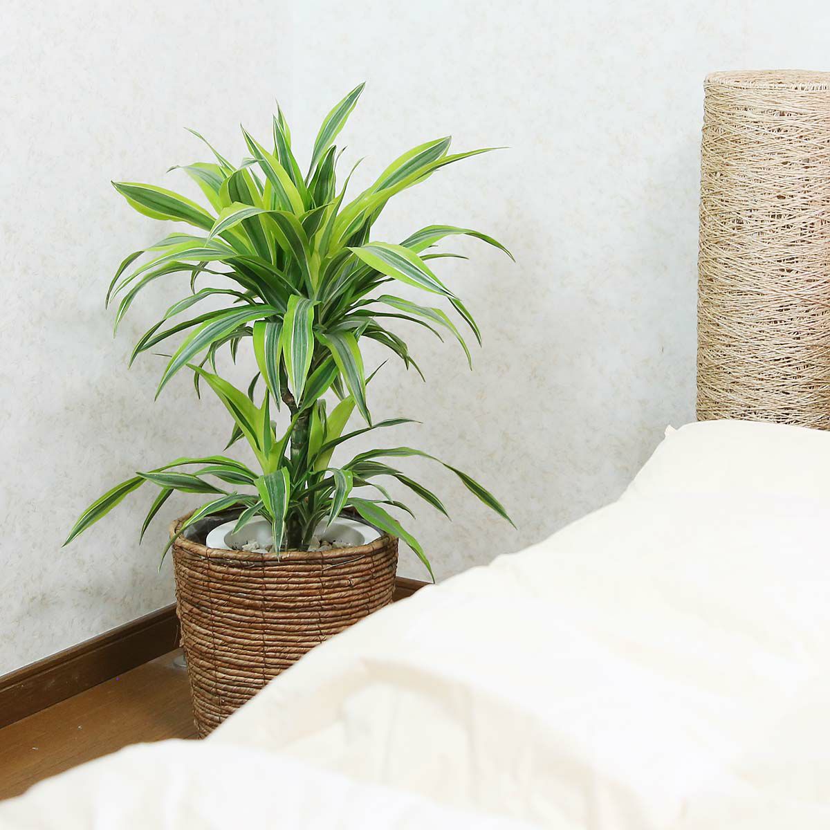 ドラセナ デレメンシス レモンライム 7号