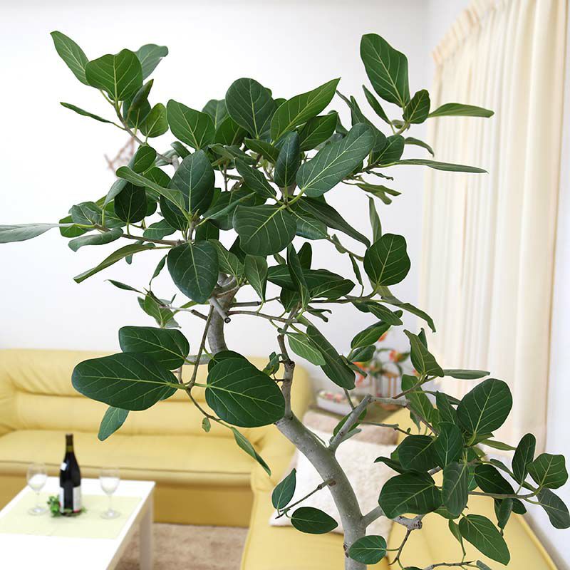 フィカス ベンガレンシス 曲がり仕立て 10号