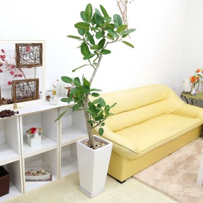 大型　フィカス　ベンガレンシス　スクエア陶器鉢　植え込み発送 大型 フィカス ベンガレンシス 螺旋仕立て 陶器鉢 植え込み発送