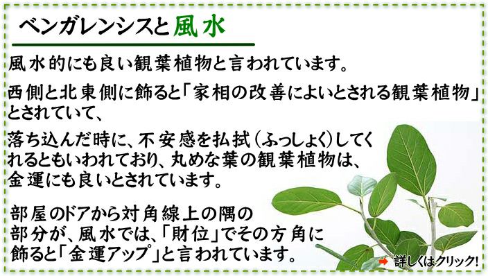 フィカス ベンガレンシスと風水
