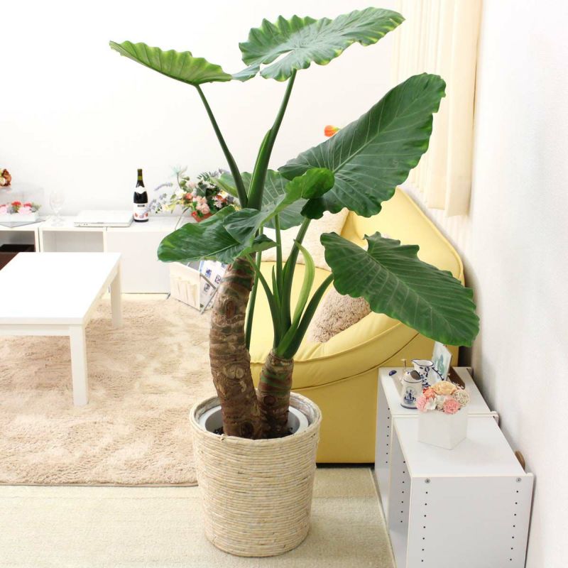 クワズイモ 10号 ホワイト鉢カバー 通販 販売｜観葉植物の