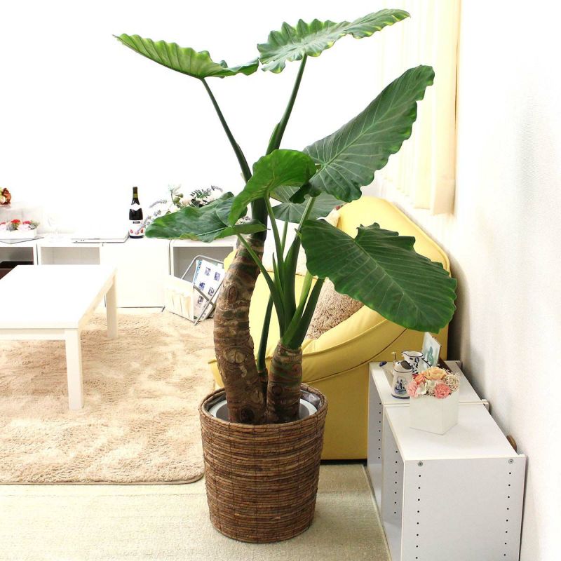 クワズイモ 10号 ブラウン鉢カバー 通販 販売｜観葉植物のブルーミング