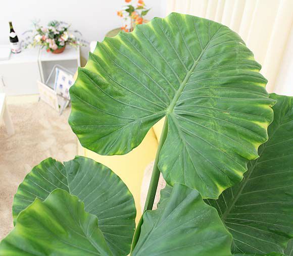 クワズイモ 10号