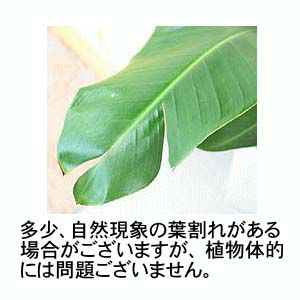 オーガスタ 10号