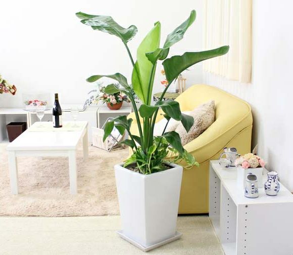 オーガスタの風水と花言葉 観葉植物のブルーミングスケープ