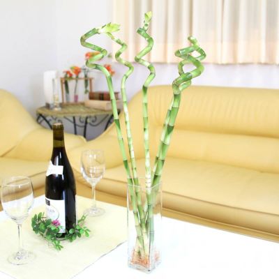 【送料無料】開運竹 ミリオンバンブー（スパイラル 約50cm）5本セット