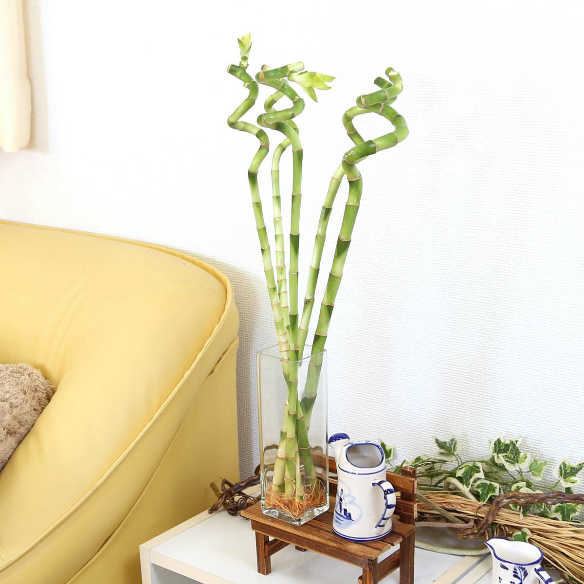 土を使わない観葉植物 開運竹 ミリオンバンブー