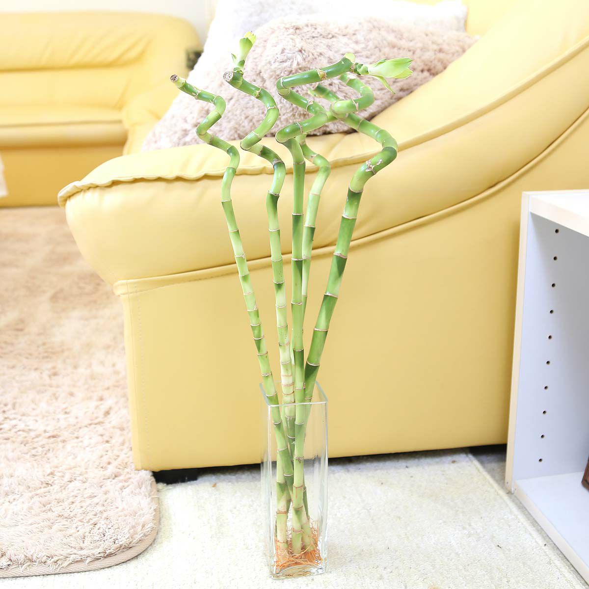 土を使わない観葉植物 開運竹 ミリオンバンブー