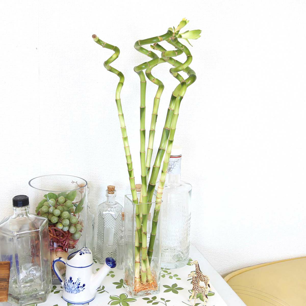 土を使わない観葉植物 開運竹 ミリオンバンブー