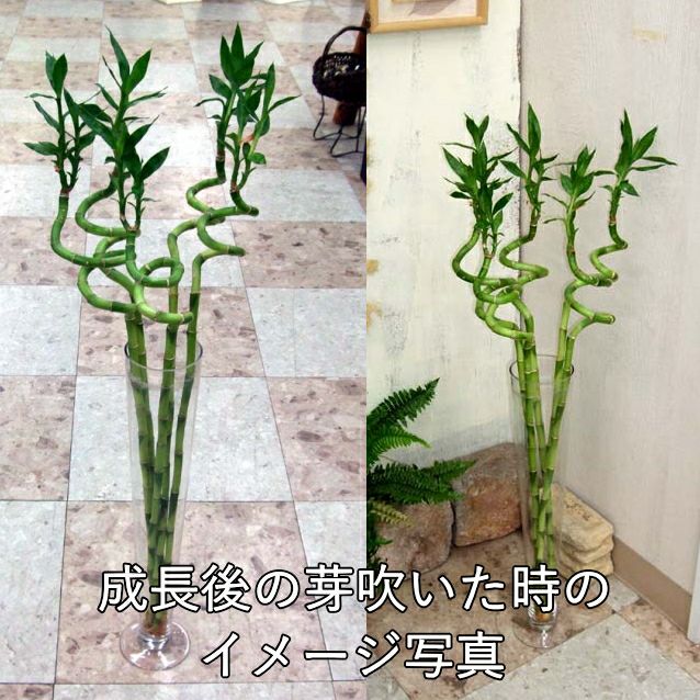 土を使わない観葉植物 開運竹 ミリオンバンブー