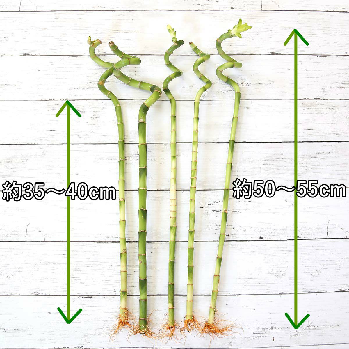 土を使わない観葉植物 開運竹 ミリオンバンブー