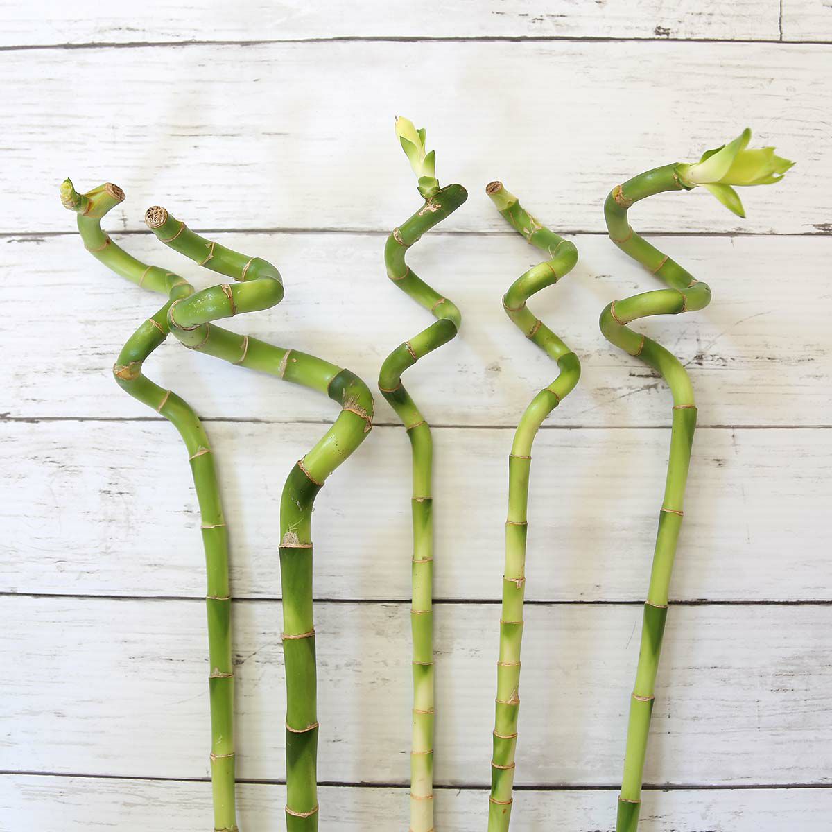 土を使わない観葉植物 開運竹 ミリオンバンブー