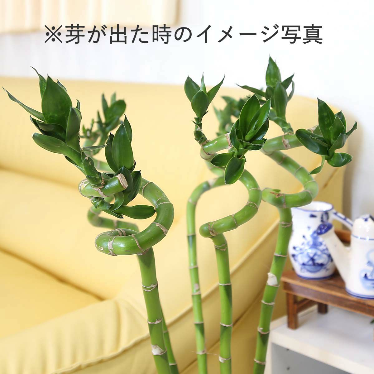 土を使わない観葉植物 開運竹 ミリオンバンブー