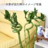 土を使わない観葉植物 開運竹 ミリオンバンブー