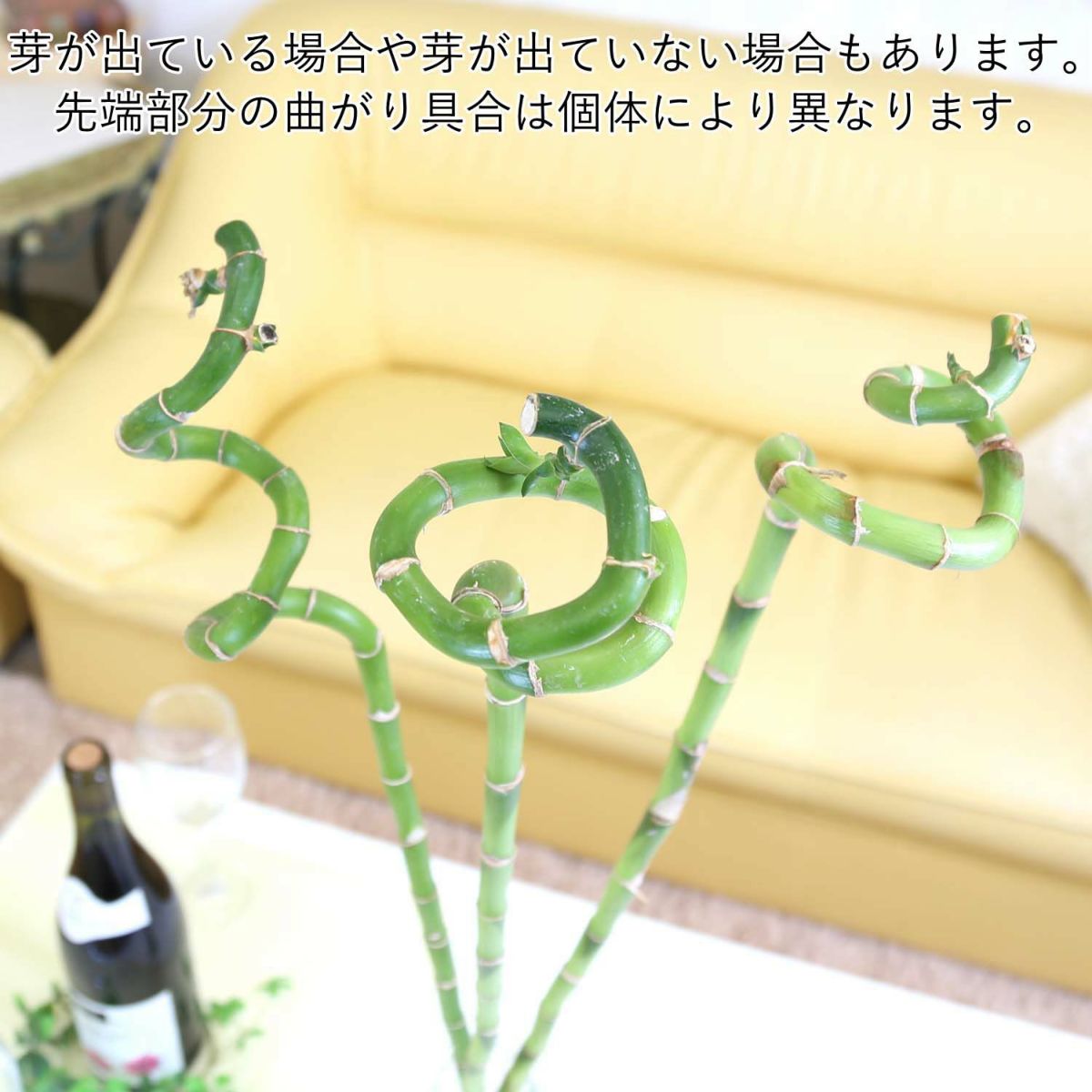 土を使わない観葉植物 開運竹 ミリオンバンブー