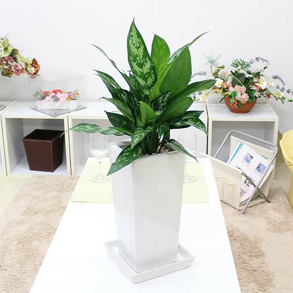 ポトス 5号 陶器鉢 通販 販売 観葉植物のブルーミングスケープ