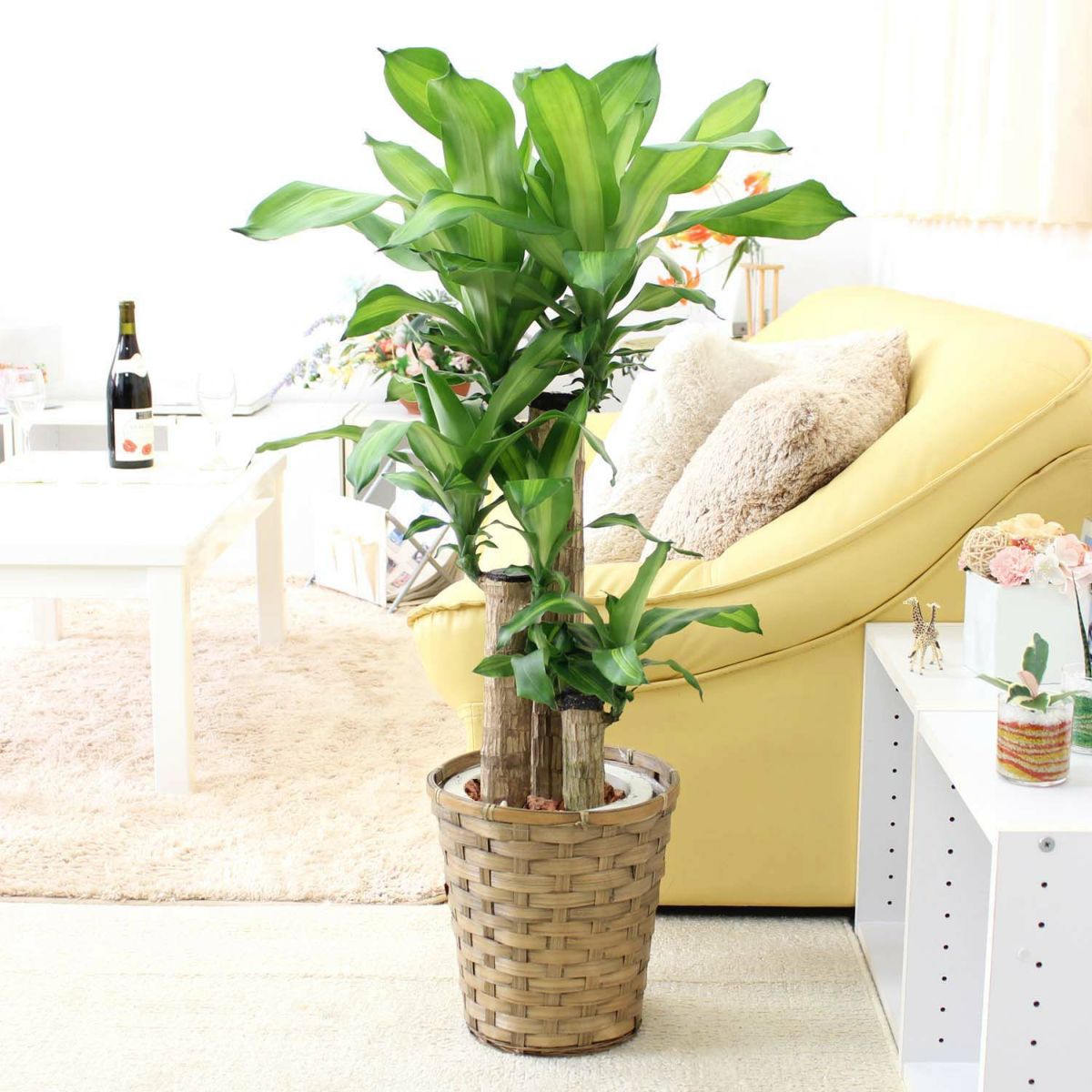 幸福の木 7号（朴タイプ）+バスケット鉢カバー