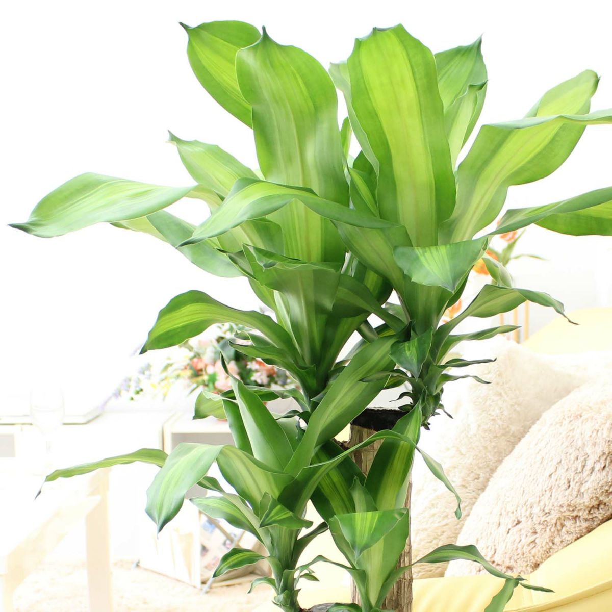 幸福の木 7号（朴タイプ）+バスケット鉢カバー