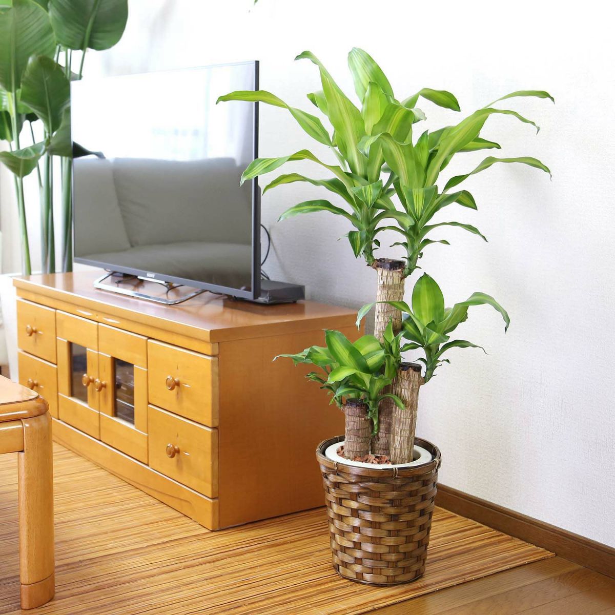 幸福の木 7号（朴タイプ）+バスケット鉢カバー