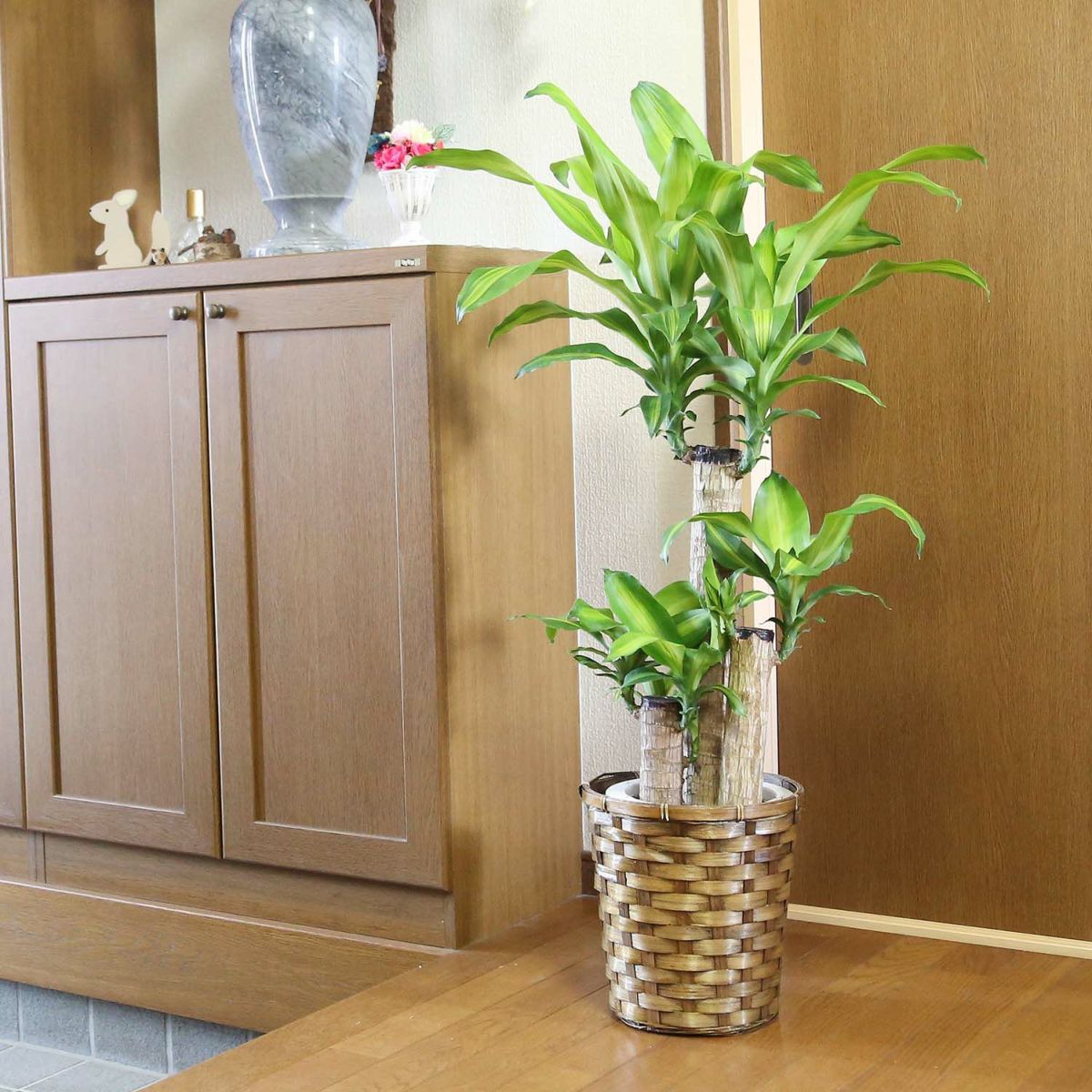 幸福の木 7号（朴タイプ）+バスケット鉢カバー