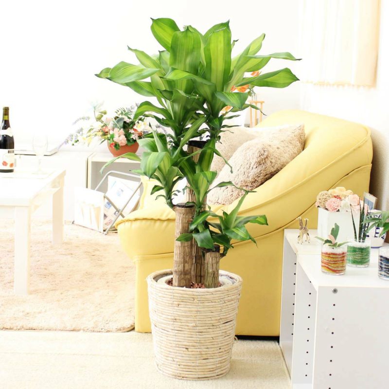 幸福の木 7号（朴タイプ）