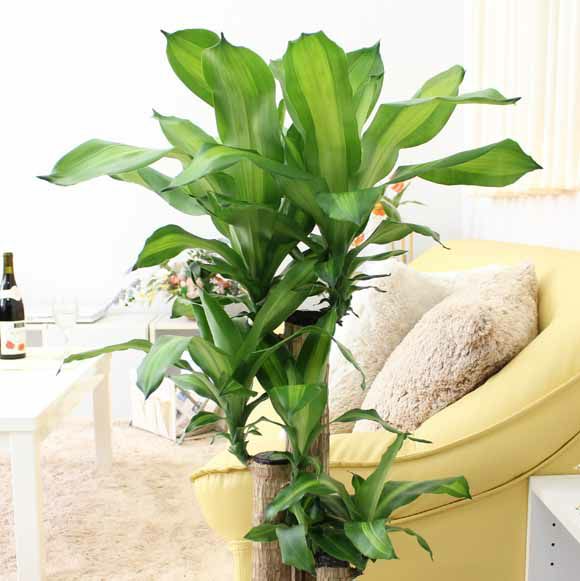 幸福の木 7号（朴タイプ）