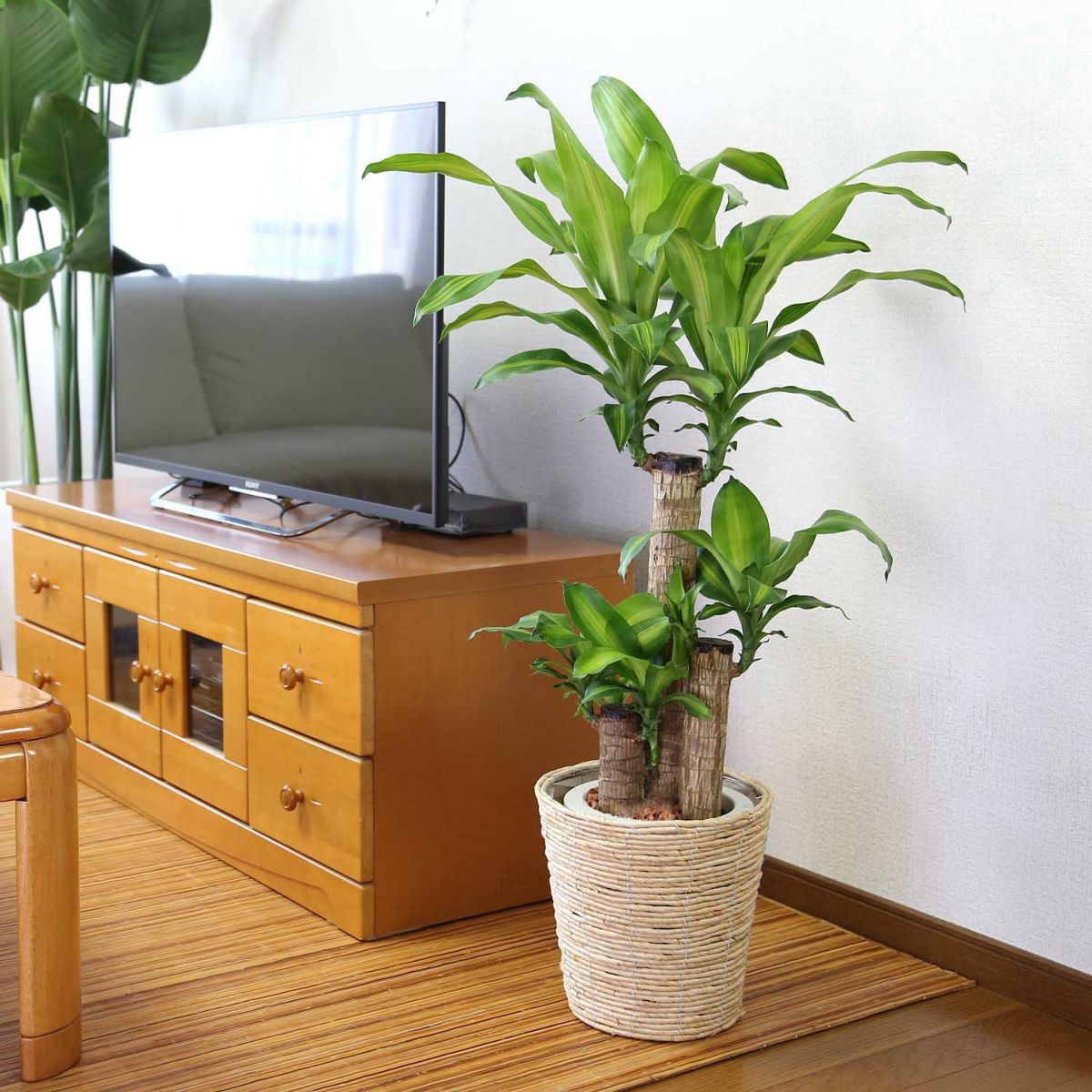 幸福の木 7号（朴タイプ）