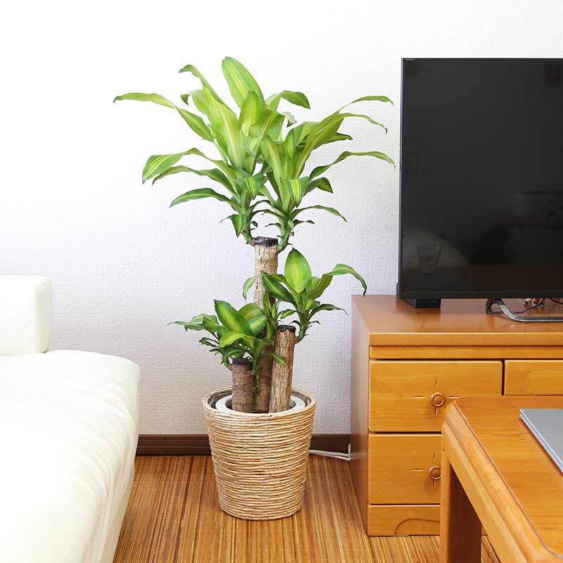 幸福の木 7号（朴タイプ）