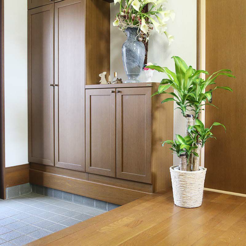 幸福の木 7号（朴タイプ）