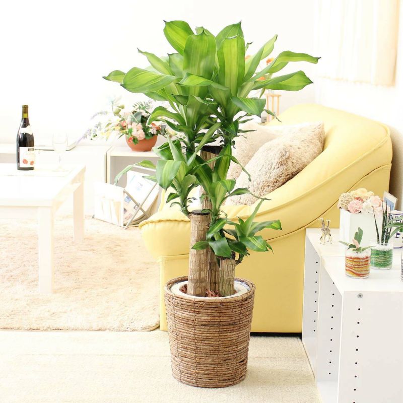 幸福の木 7号（朴タイプ）+ブラウンバスケット鉢カバー