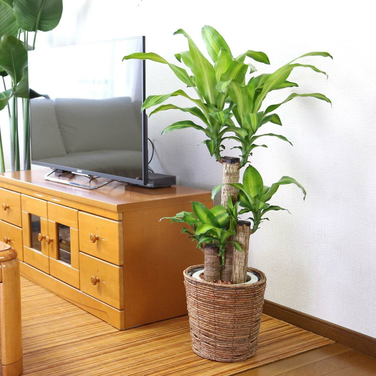 幸福の木 7号（朴タイプ）+ブラウンバスケット鉢カバー