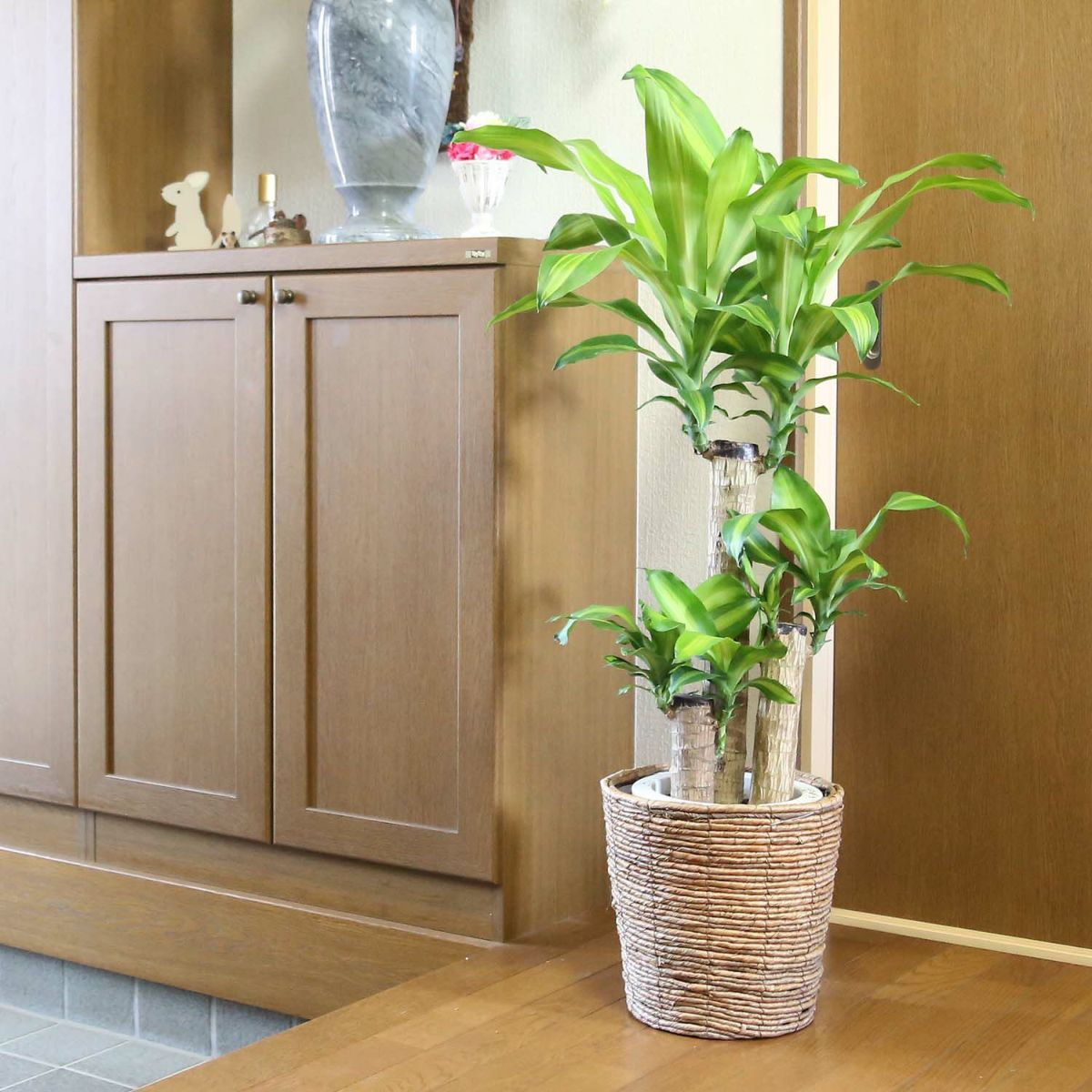 幸福の木 7号（朴タイプ）+ブラウンバスケット鉢カバー