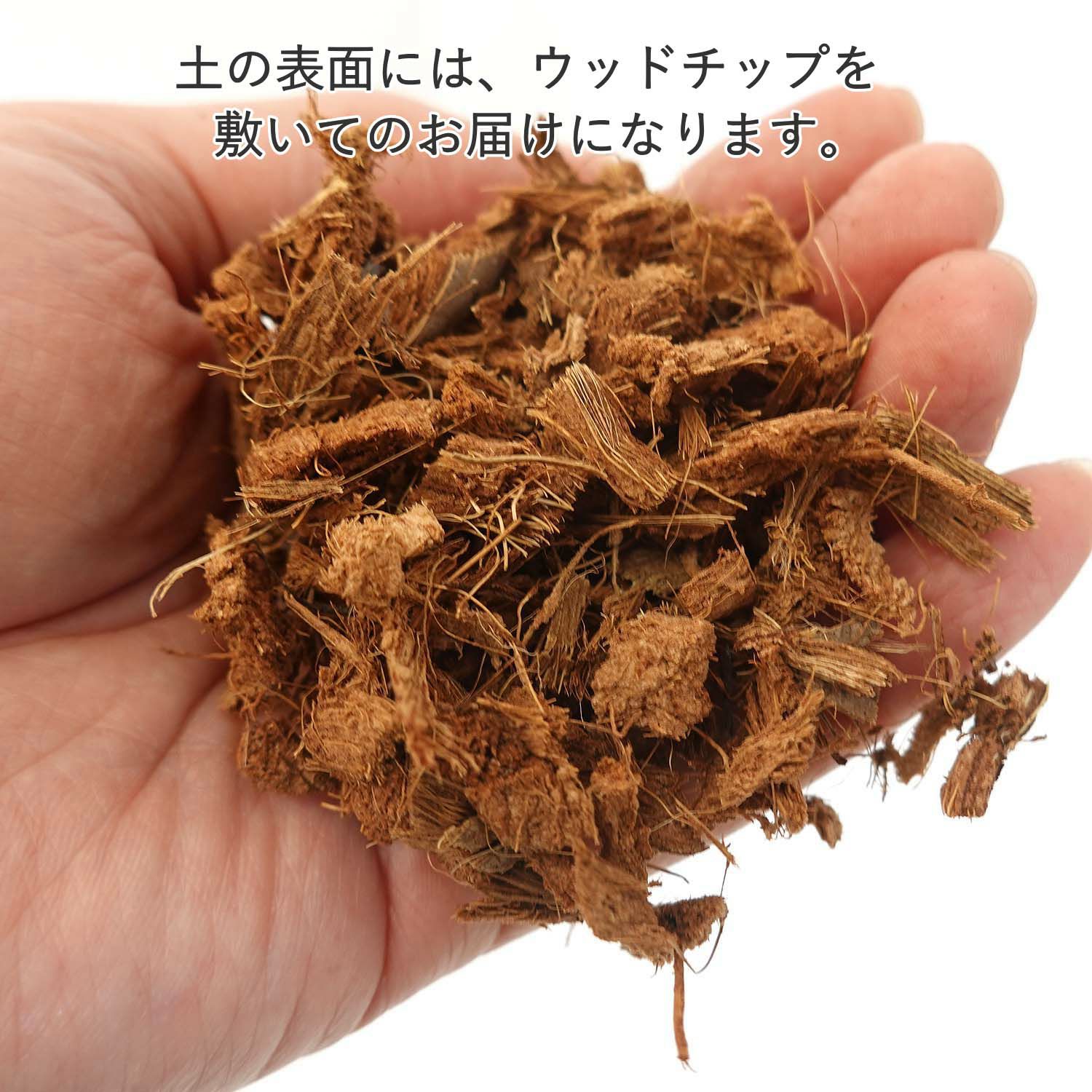 幸福の木 7号（朴タイプ）+ブラウンバスケット鉢カバー