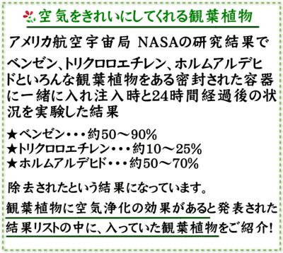 空気を浄化する観葉植物