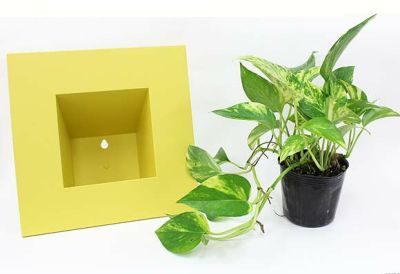 壁掛け観葉植物 ポトス