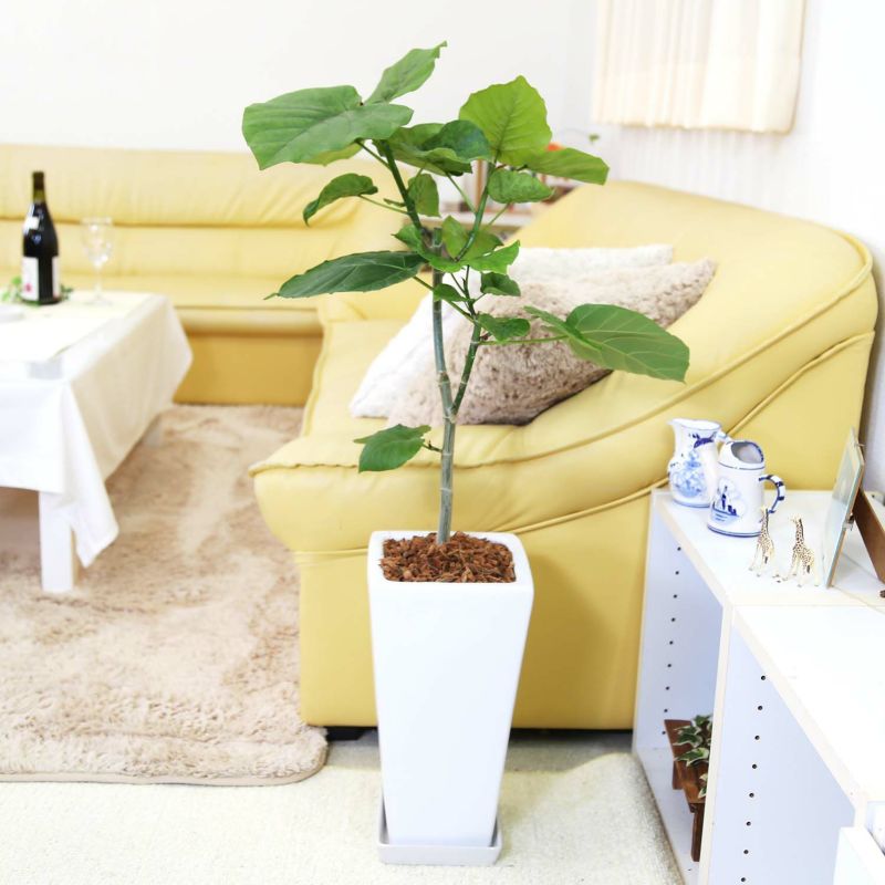 フィカス ウンベラータ 7号