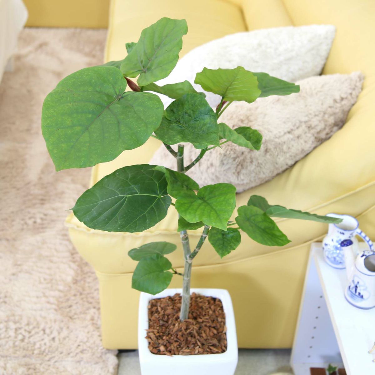 フィカス ウンベラータ 7号