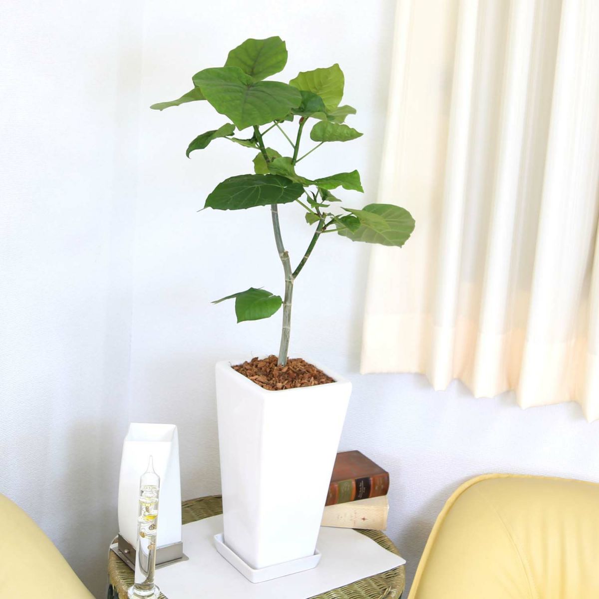 フィカス ウンベラータ 7号