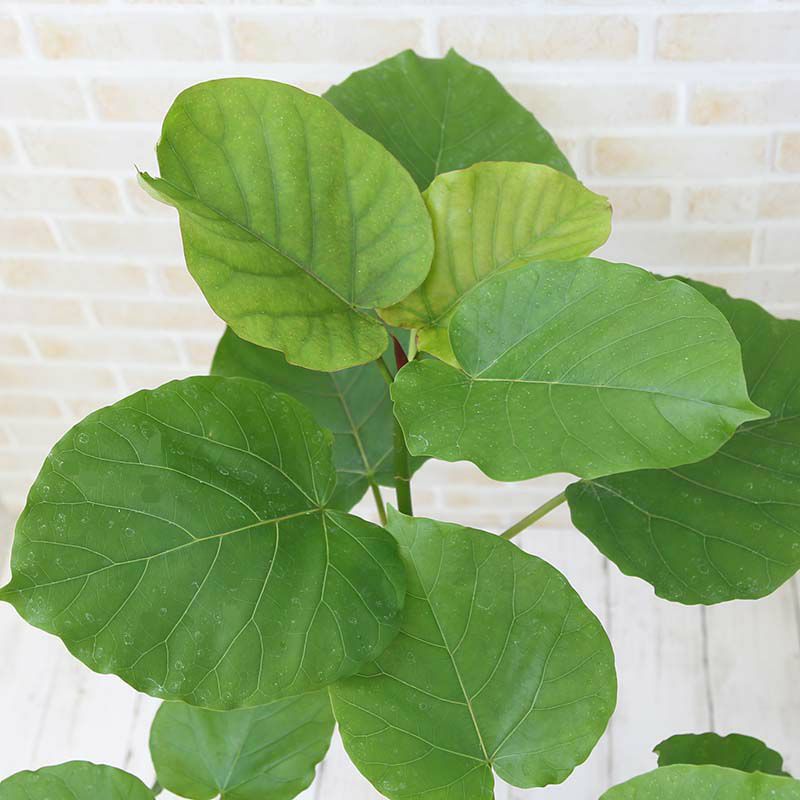 フィカス ウンベラータ 7号