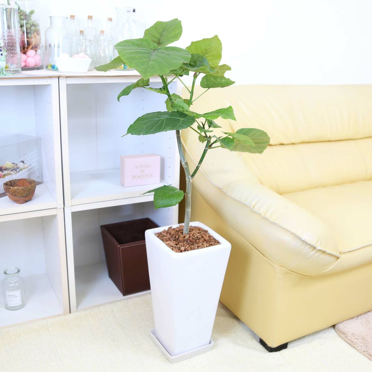 フィカス ウンベラータ 7号