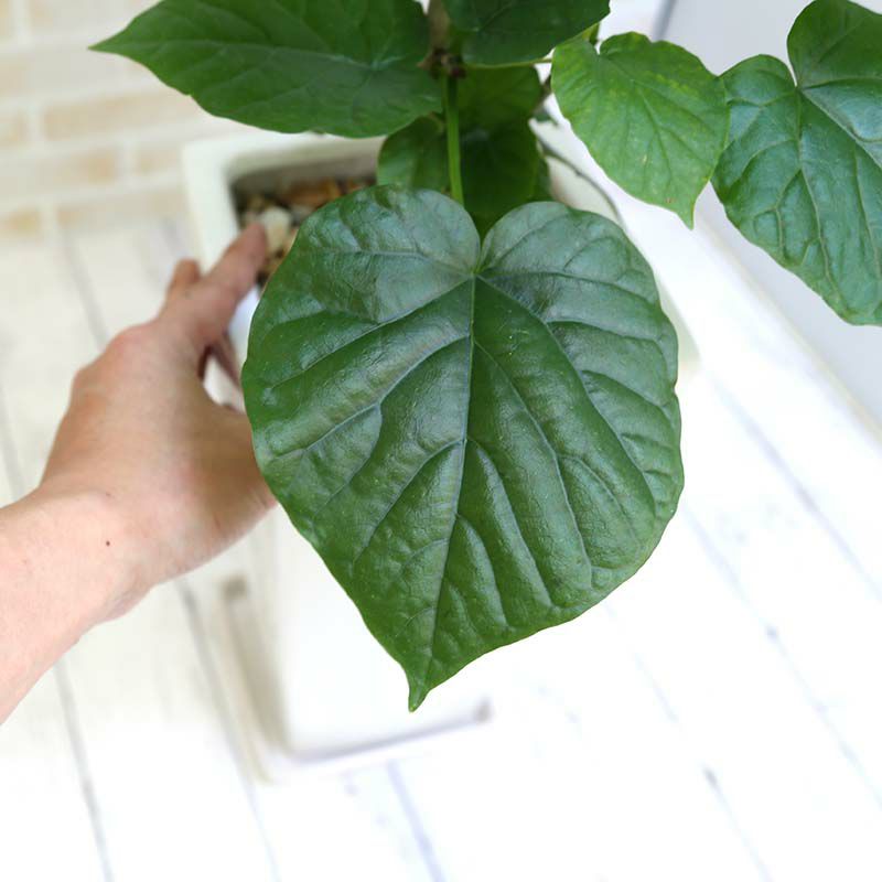 フィカス ウンベラータ 7号