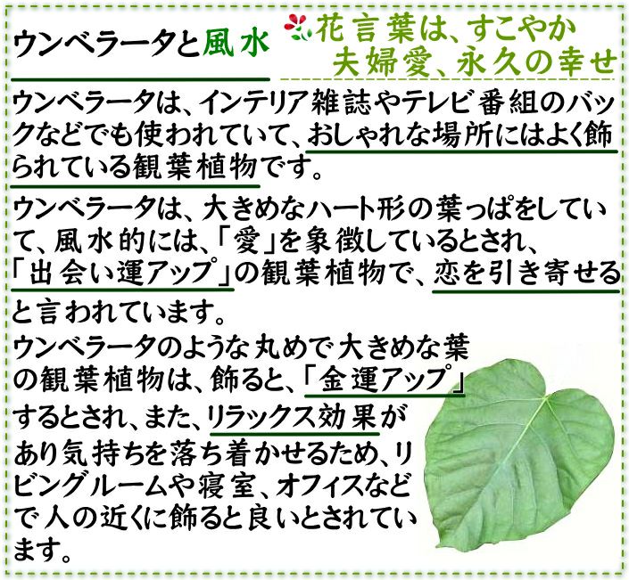 ウンベラータと風水
